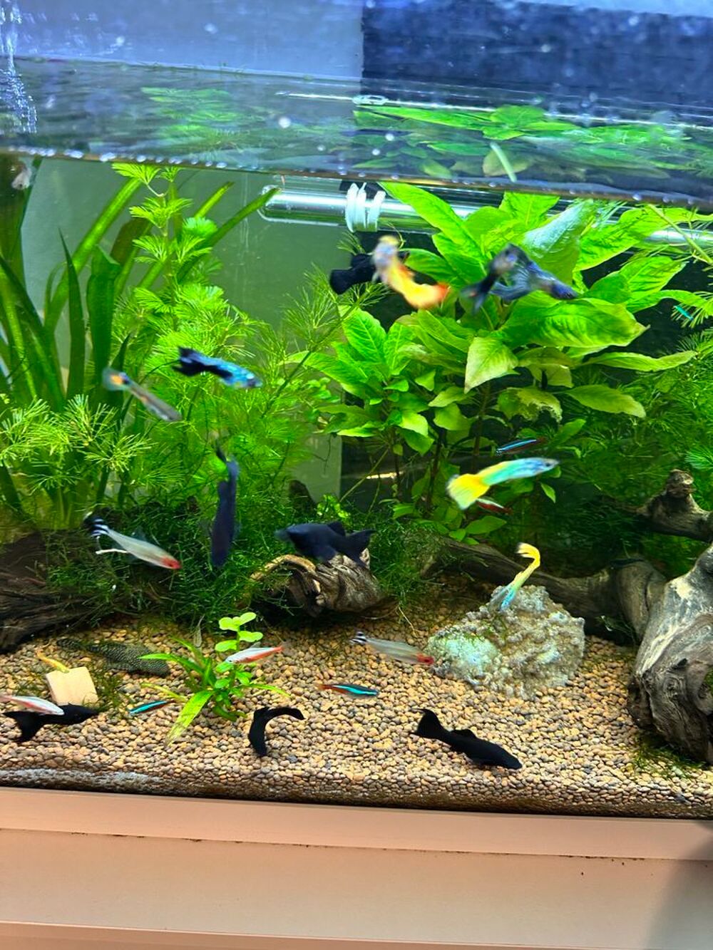 poisson, black Molly Jardin