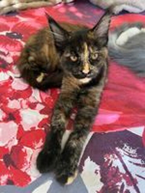   Maine Coon Tortie 