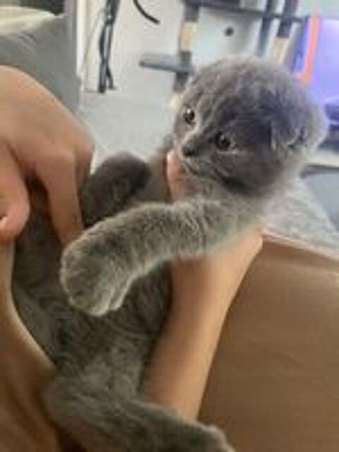   Magnifique chaton Scotisch fold 