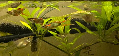 /&eacute;change: Guppys et Endlers - Lognes / Marne-la-Vall&eacute;e 1 77185 Lognes