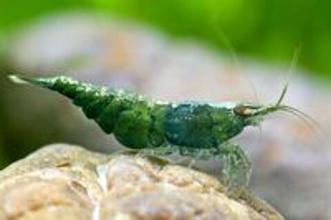   Crevettes d'aquarium Green Jade 