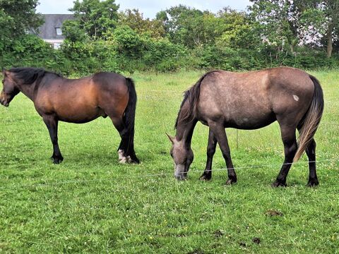 2 chevaux 1 hongre de 14 ans et 1 poulain de 2 ans 4000 35000 Rennes