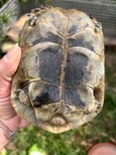   tortue Graeca 