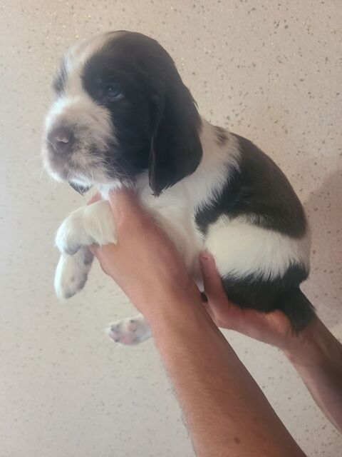 CHIOTS SPRINGER SPANIEL 800 01240 Saint-paul-de-varax