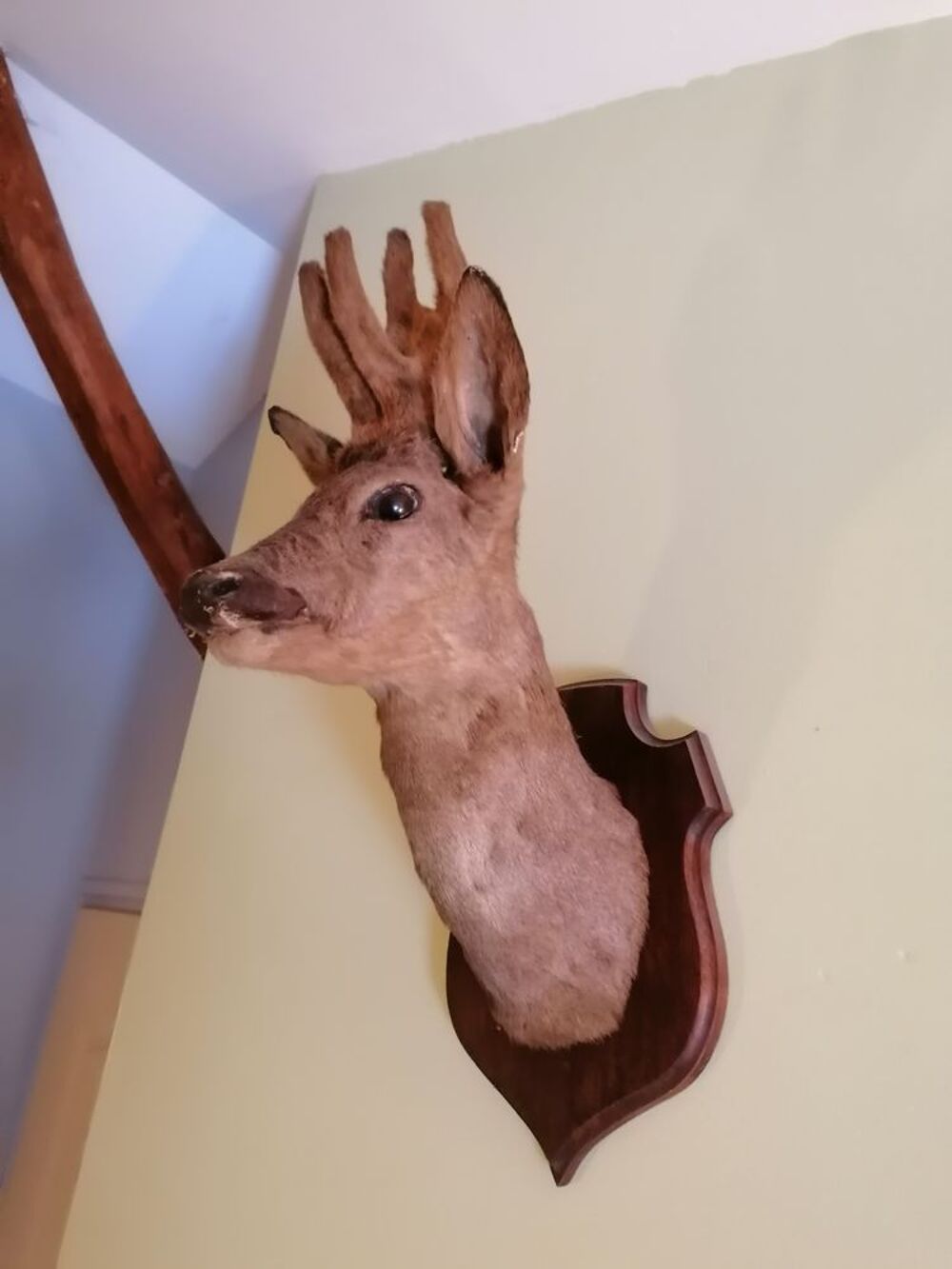 T&ecirc;te de Chevreuil Décoration