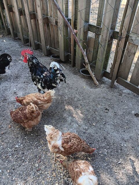 Coq gournay 0 45530 Sury-aux-bois
