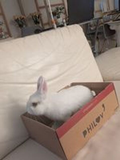   Lapin blanc extra nain  