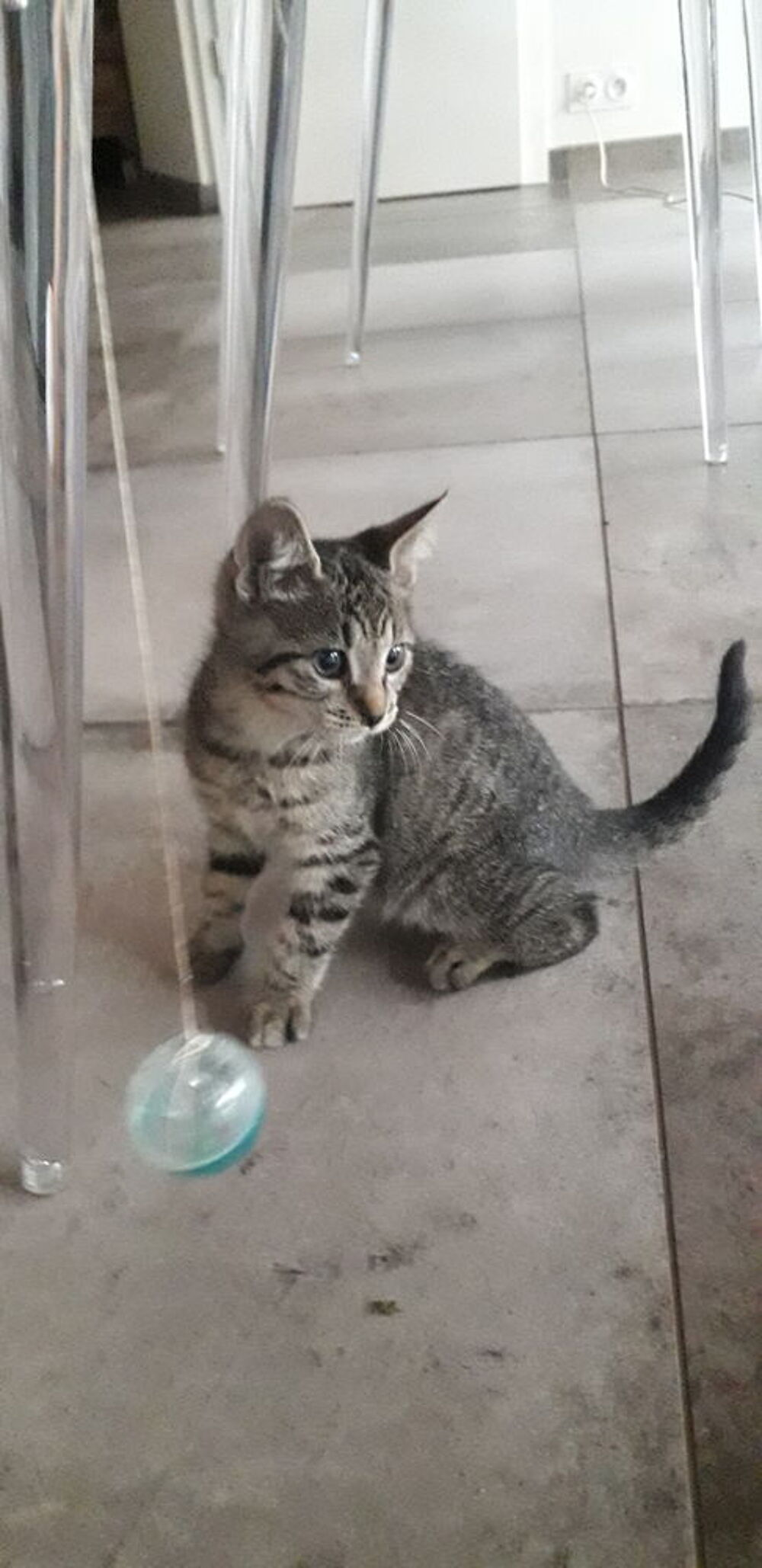   Donne chaton mâle 