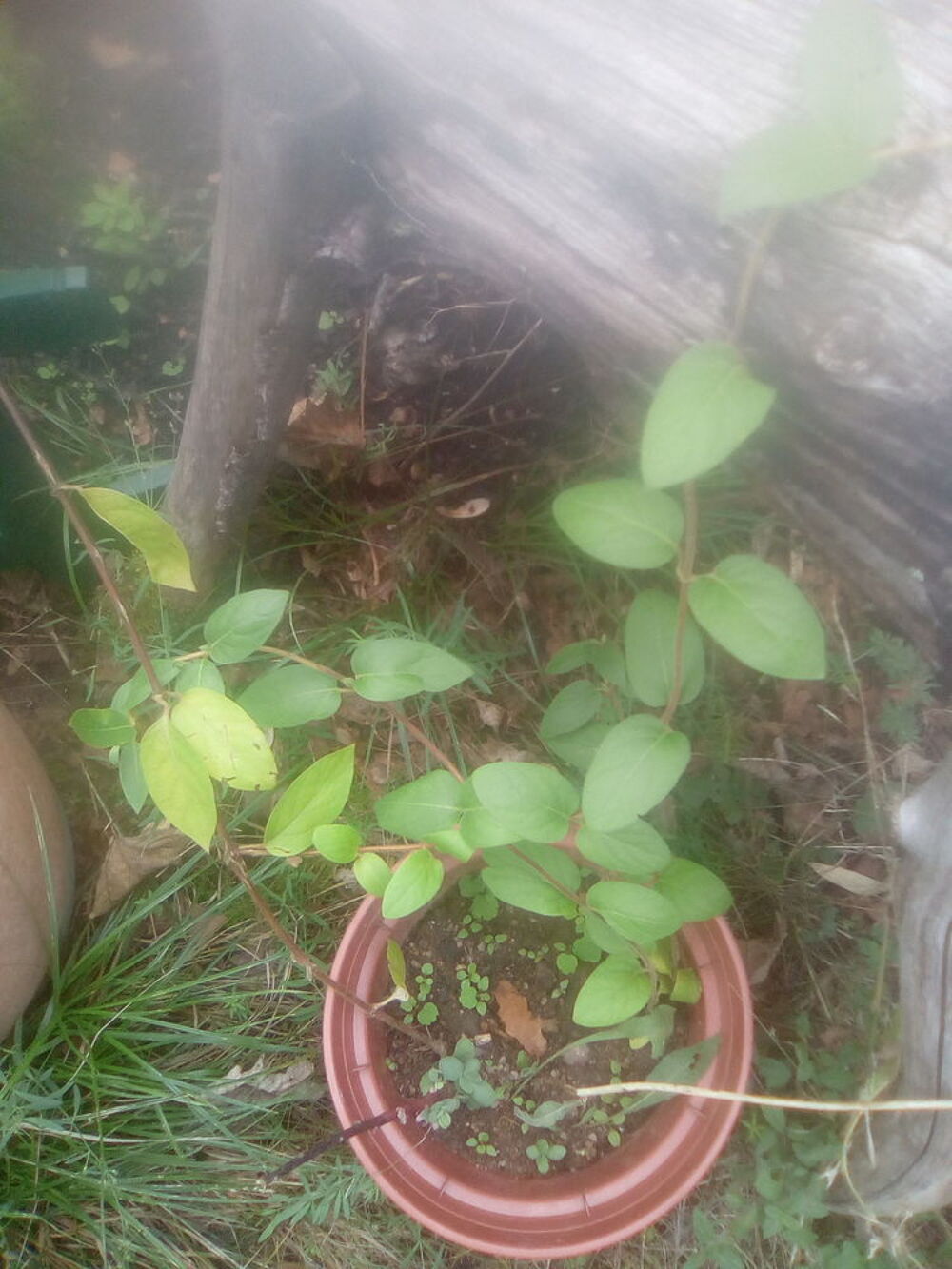 pots de ch&egrave;vrefeuille Jardin