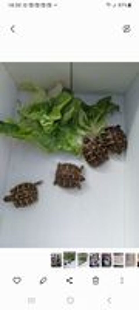   Tortues terrestres 