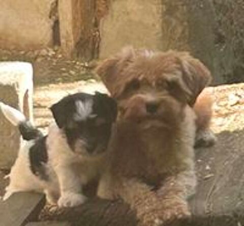   Bichon havanais  