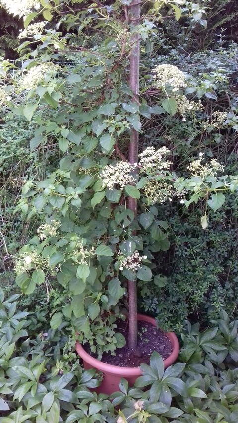 Plantes vivaces 10 Sierentz (68)