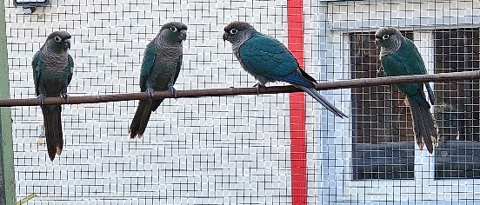 Jeunes Conure Pyrrhura Molinae turquoise. 100 44190 Gétigné