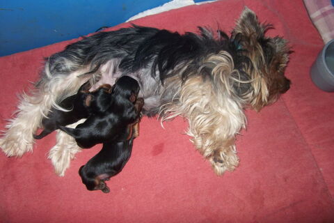 magnifique chiots yorkshire terrier 1 femelle 2 males 1250 30000 N�mes