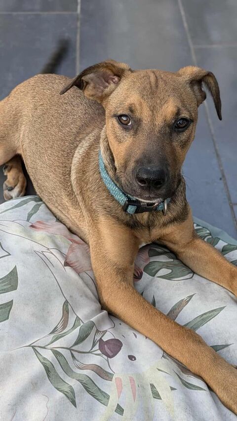 Zia, femelle berger, née le 06/01/2025&#128054; 300 39000 Lons-le-saunier