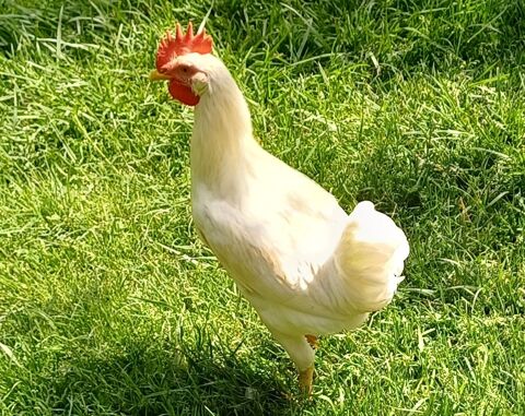 Coq . Azur. 0 32120 Homps