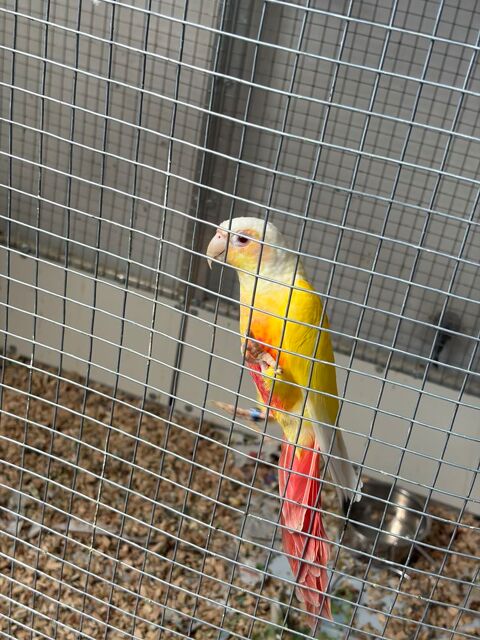 Pyrrhura molinae 0 59253 La gorgue