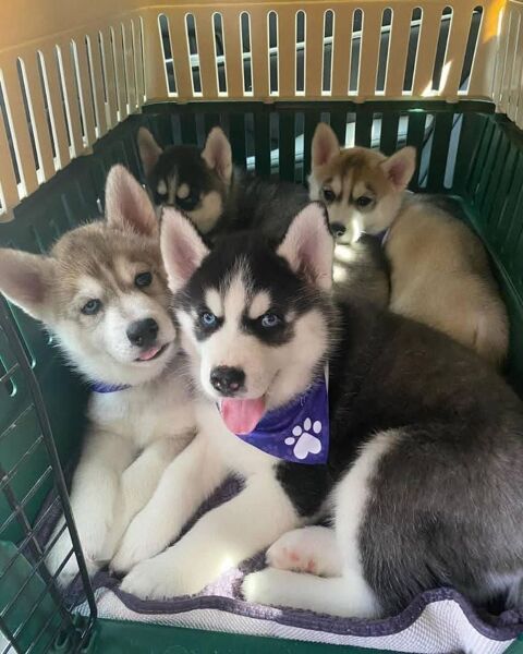 Magnifiques chiots husky sib&eacute;rien aux yeux bleus 385 32270 Marsan