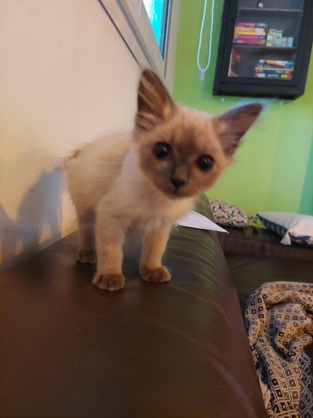   Chatons croisés de Birmanie  