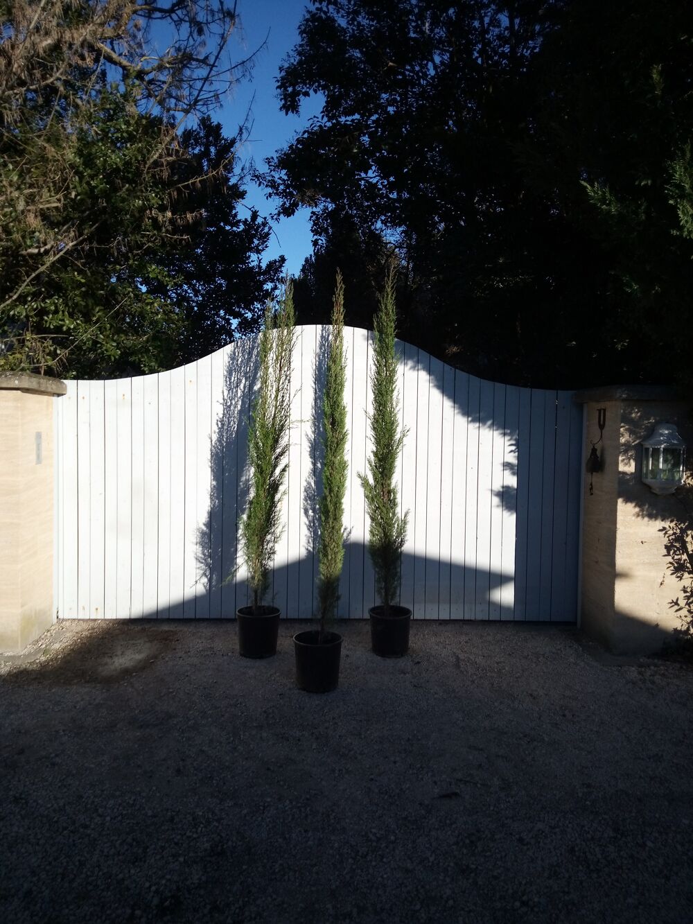 Cypr&egrave;s "Chandelle" "Pyramidal" en forme de flamme Jardin