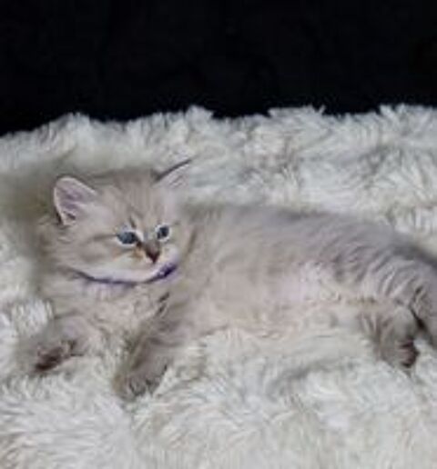   Chaton Siberien Hyppoallergenique 
