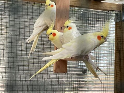 colopsite perl&eacute; males et femelles ou lutino males 25 85270 Saint-hilaire-de-riez
