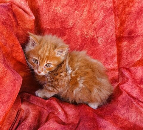 Chaton Maine coon 800 45460 Bouzy-la-fort