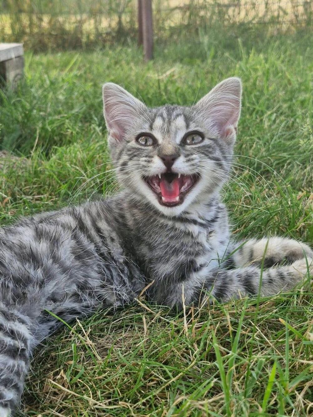   Zouou, chat gris tigré à adopter 