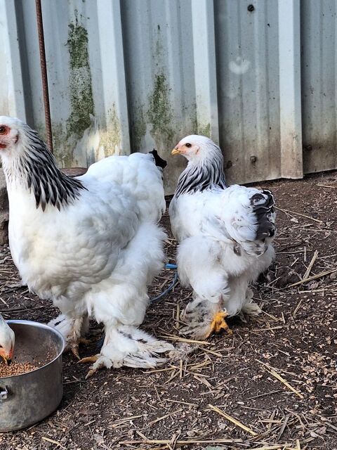 Poule et coq brahma blanche hermine noir 30 56190 Le guerno