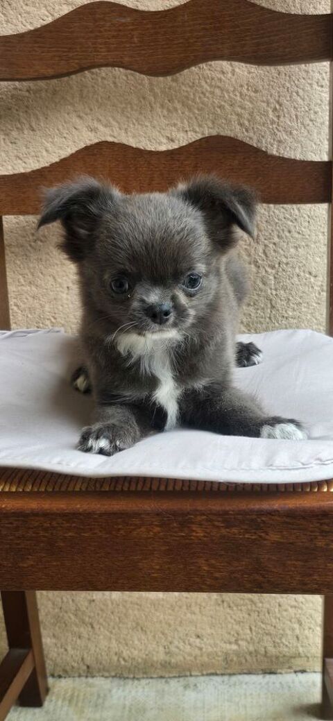 Chihuahua males 550 31800 Saint-gaudens