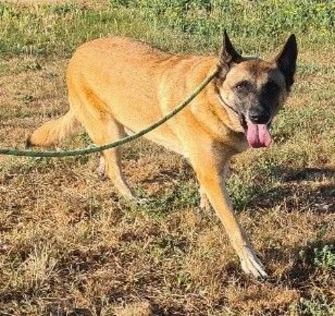 Chien SALLY &agrave; l adoption 210 34450 Vias