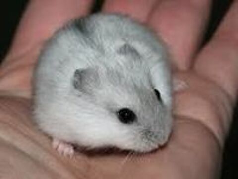   Hamster russe femelle (4 mois ) Sauvetage 