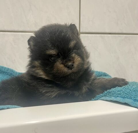 Chiot Femelle Spitz inscrite au LOF 3000 88380 Archettes
