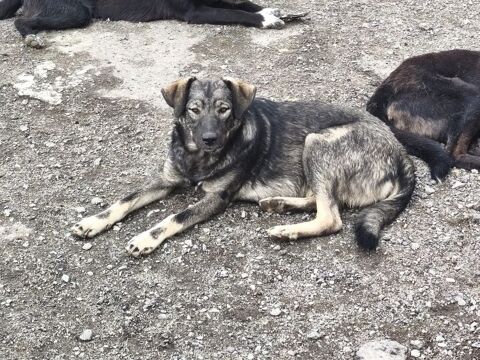 OLIVIA SE TROUVE DANS UN REFUGE EN ROUMANIE URGENCE ADOPTION 0 75018 Paris