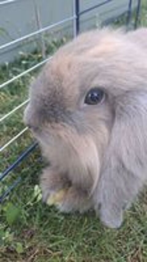   lapin bélier nain vendu avec sa cage et accessoires. 
