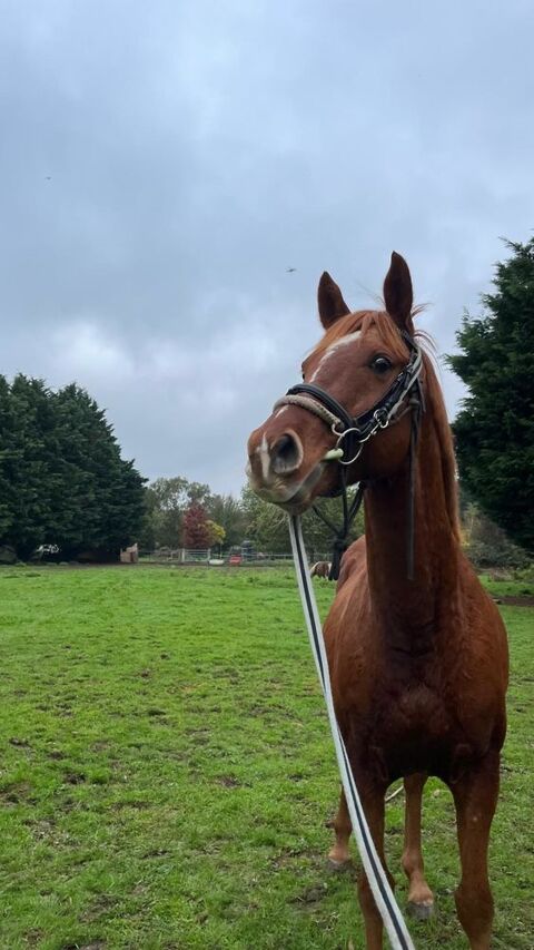 CHEVAL ANGLO ARABE Hongre  3200 49350 Gennes