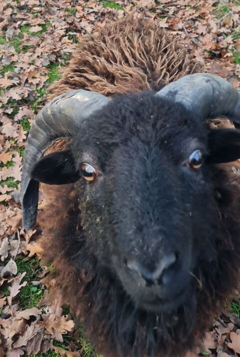 Mouton Ouessant 50 18210 Thaumiers