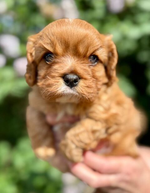CHIOT CAVALIER KING CHARLES LOF 2000 26750 Ch�tillon-saint-jean