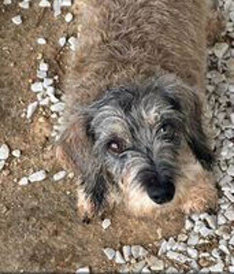   LILOU SE TROUVE DANS UN REFUGE EN GUADELOUPE 
