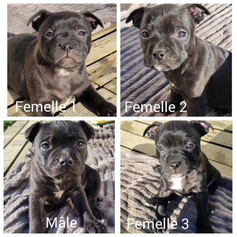 Chiot staffy  
700 10000 Troyes