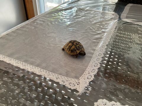 Tortue herman 40 83330 Le castellet