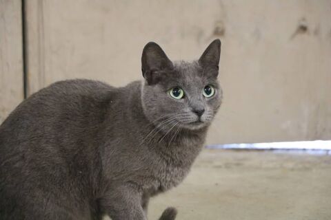 Chat MISTIGRIS à l adoption 180 26260 Saint-donat-sur-l'herbasse