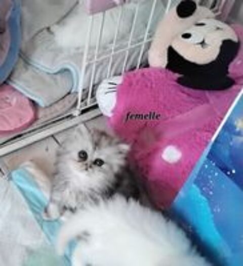   CHATONS   PERSAN 