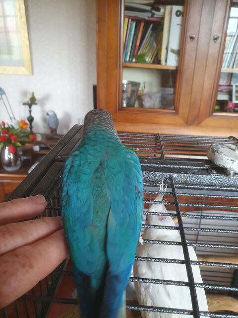 Conure de molina EAM 250 13380 Plan-de-cuques