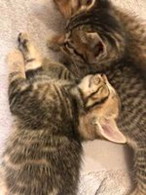  Chatons  