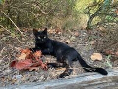   Copa gentil et jeune chat noir a adopter et sauver !  