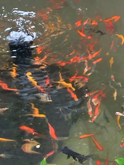 Poissons rouges diff&eacute;rents coloris 3 94140 Alfortville