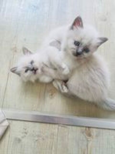   chatons Sacré de Birmanie 