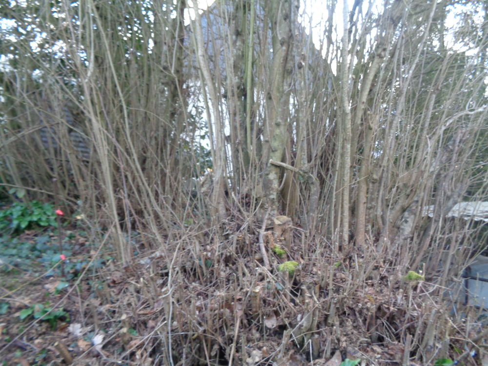 noisetiers Jardin