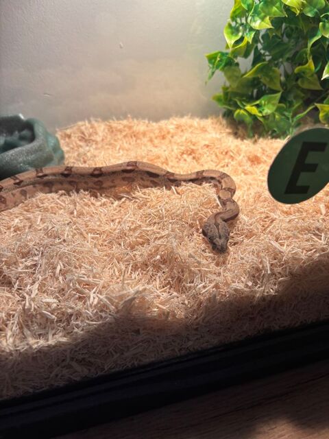 Serpent boa  400 56000 Vannes